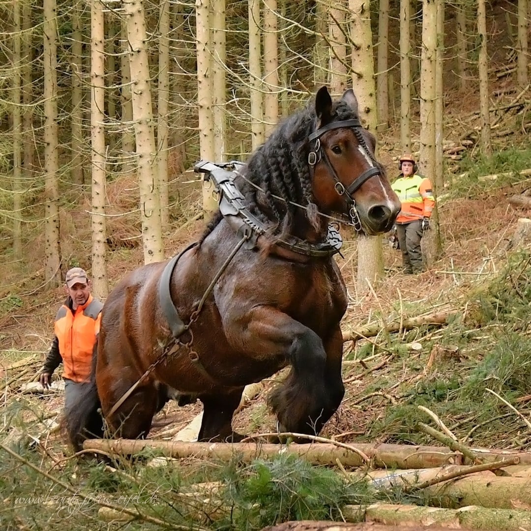 Ardennes Draft Horse For Sale